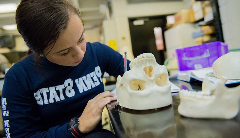 A student examines a skull in a Biology laboratory