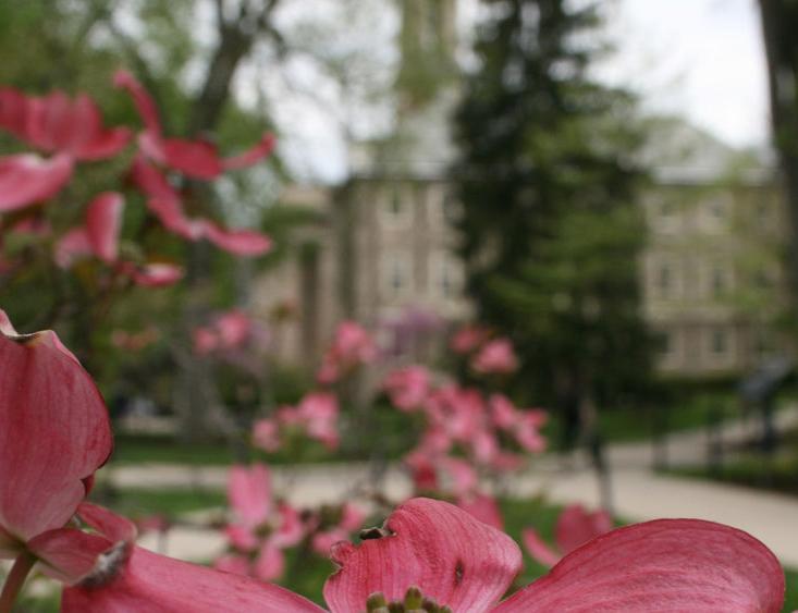 Old Main behind dogwood tree at Penn State